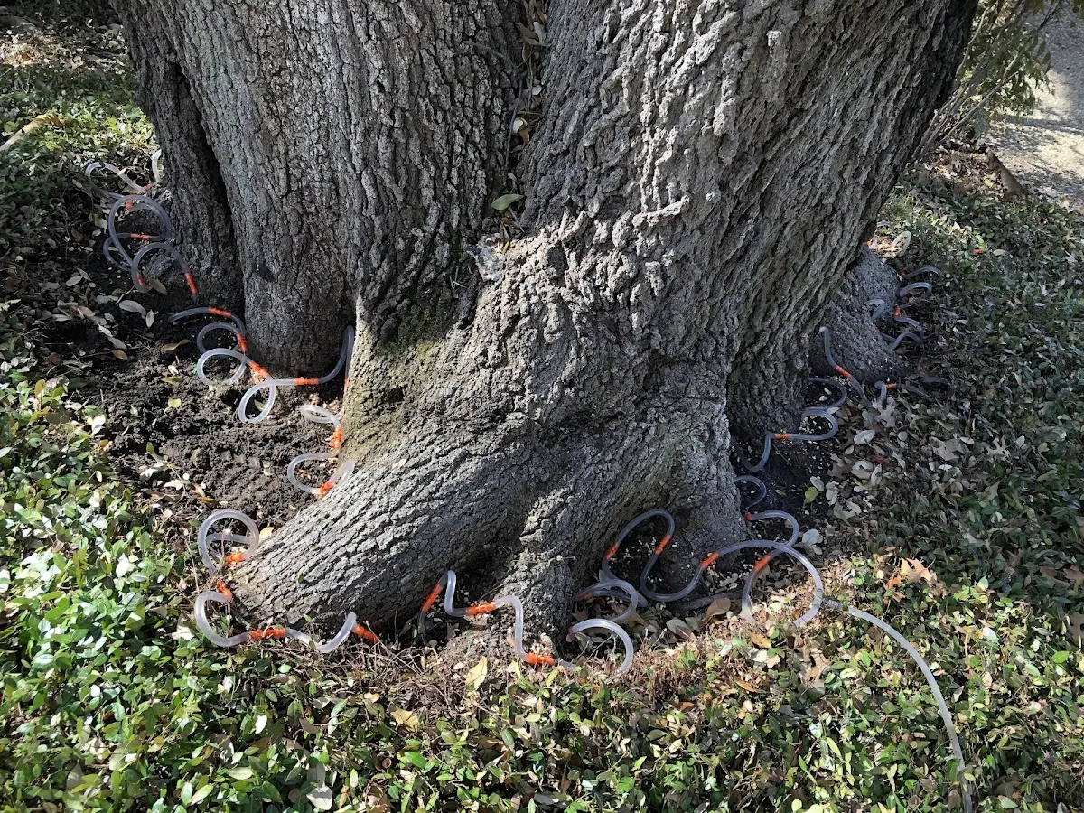 Detailed Tree Cabling and Bracing job site in North Hudson