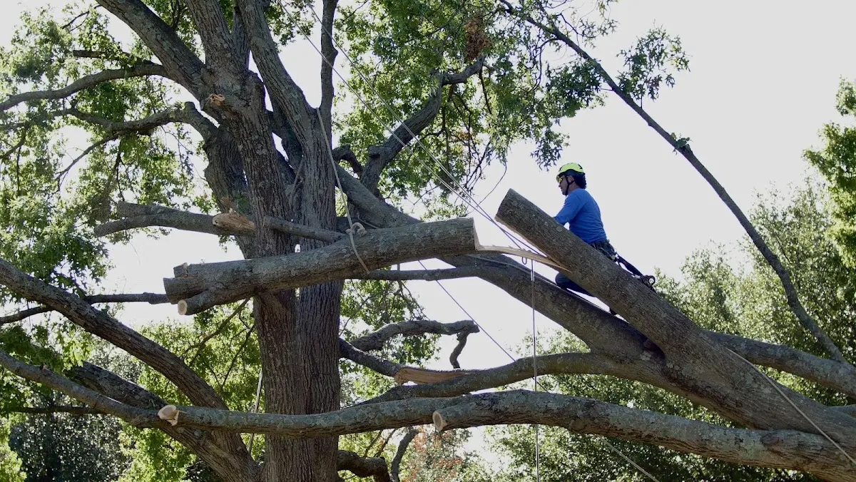Professional Hazardous Tree Removal performed by certified arborists in North Hudson