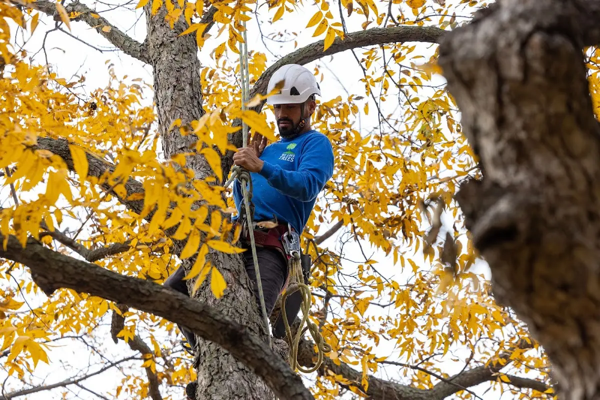 Skilled Storm Damage Cleanup crew working in North Hudson